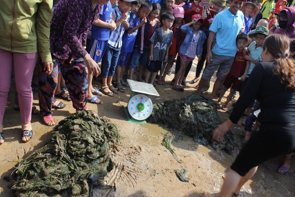 Thi xắt chuối và vớt rong cho cá, đây là công việc thường ngày của những người dân nuôi cá trắm tại Phong Nha