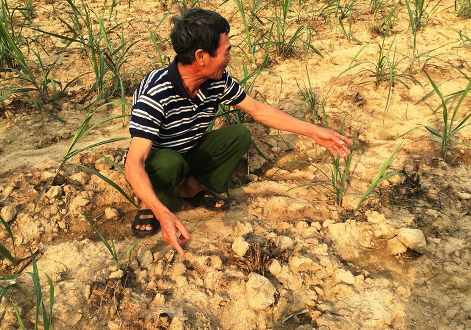 Dự án bò sữa nghìn tỷ: Dân “nhấp nhổm” trên chính mảnh đất của mình! - 7 Thời vụ và năng suất cây trồng của người dân bị ảnh hưởng lớn
