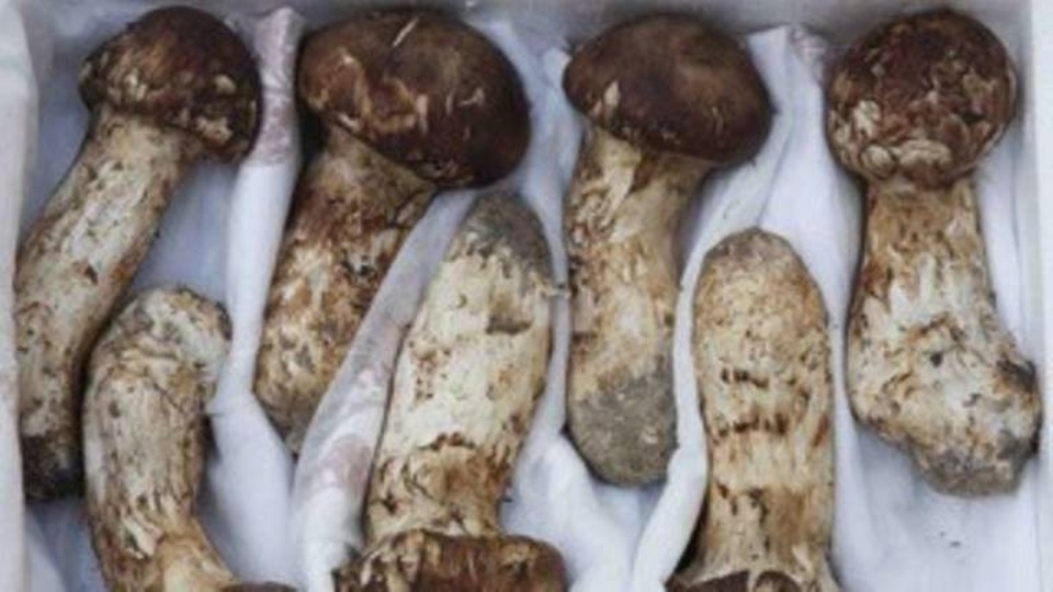 Lãnh đạo Hàn - Triều từng tặng nhau quà gì tại hội nghị thượng đỉnh? - 2 Nấm Matsutake là món quà Triều Tiên tặng Hàn Quốc tại hội nghị thượng đỉnh liên Triều năm 2007 (Ảnh: AFP)