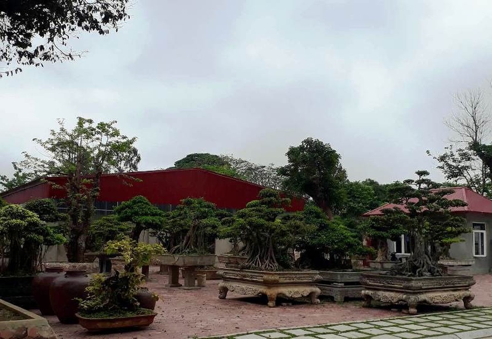 Chiêm ngưỡng làng ẩm thực “độc nhất vô nhị” ở xứ Thanh - 9 Không chỉ có những cây cổ thụ, bên trong khu vực này còn có những cây cảnh thuộc vào “hàng khủng”.