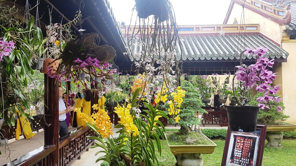 Hơn 1.000 cây kiểng, phong lan tỏa hương sắc tại Hoàng cung Huế - 13 Tại khu vườn này được trưng bày toàn bộ là phong lan