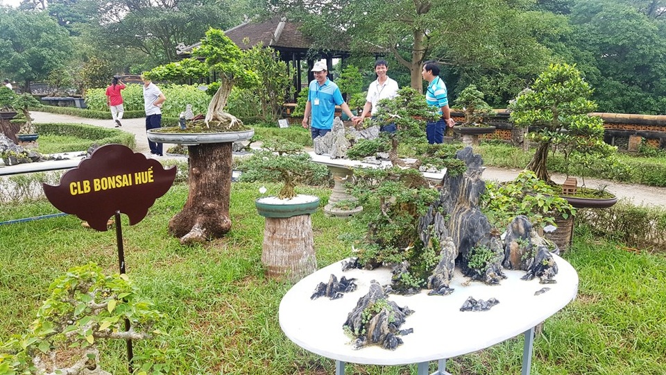Hơn 1.000 cây kiểng, phong lan tỏa hương sắc tại Hoàng cung Huế - 6 Khu trưng bày CLB Bonsai Huế
