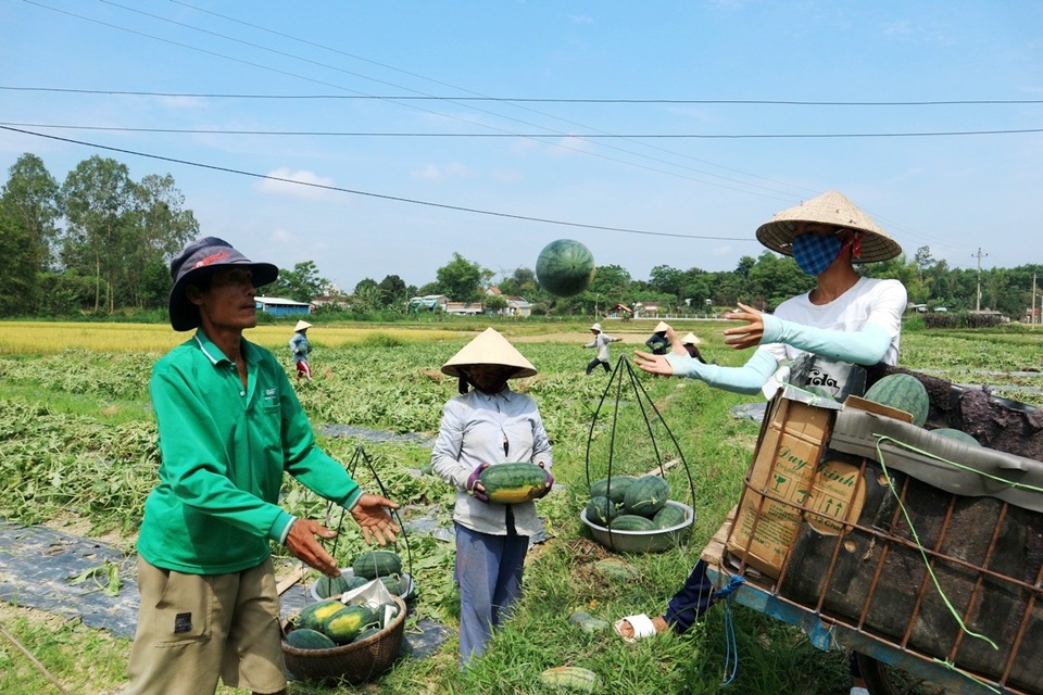 Quảng Nam: Dưa hấu được mùa được giá, dân vẫn lo - 1 Người dân Phú Ninh đang thu hoạch rộ vụ dưa hấu đông xuân