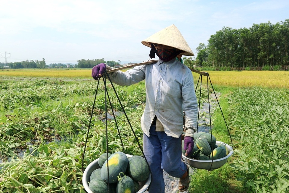 Quảng Nam: Dưa hấu được mùa được giá, dân vẫn lo - 2 Dưa hấu được mùa, được giá nên nông dân rất phấn khởi