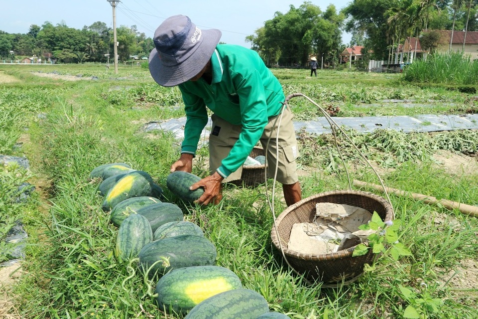 Quảng Nam: Dưa hấu được mùa được giá, dân vẫn lo - 3 Tuy nhiên hiện giá dưa lên xuống thất thường nên nông dân cũng khá lo lắng. Người dân hy vọng giá sẽ luôn ở mức cao và ổn định
