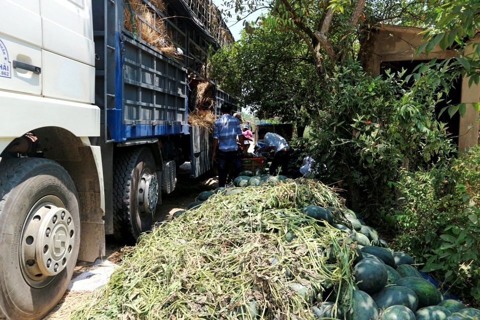 Quảng Nam: Dưa hấu được mùa được giá, dân vẫn lo - 4 Các thương lái nườm nượp về thu mua dưa tại Phú Ninh