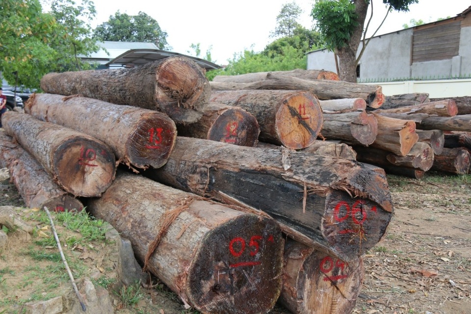 Bắt khẩn cấp Phượng “râu”, trùm buôn gỗ lậu của Đắk Nông - 3 Tang vật bị lực lượng chức năng thu giữ gồm nhiều cây gỗ tròn