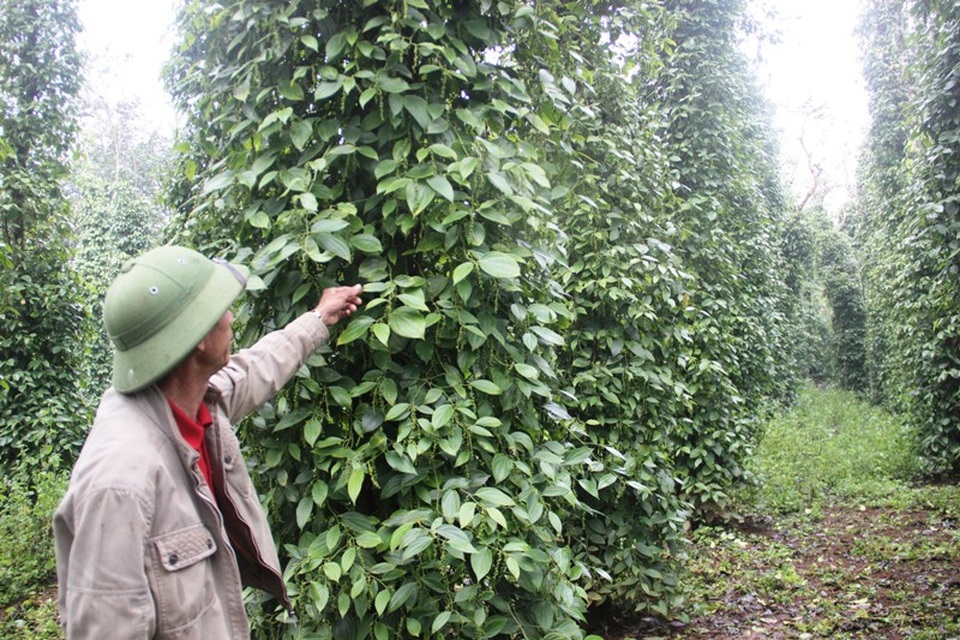 Khởi sắc ở xã đầu tiên của miền Nam được giải phóng - 2 Những vườn cây hồ tiêu mang lại nguồn thu nhập cao cho người dân