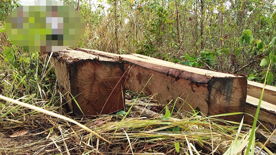 Lâm tặc mở “công trường” khai thác gỗ khủng - 1 Hàng chục lóng gỗ xẻ hộp được chờ để vận chuyển
