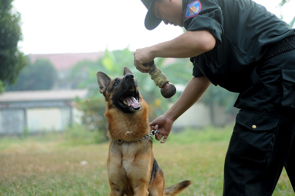 Những “chiến sĩ” đặc biệt trong đơn vị trấn áp tội phạm - 13 Sự tham gia của lực lượng chó nghiệp vụ trong tuần tra kiểm soát, đấu tranh trấn áp tội phạm cũng như phối hợp với các Phòng nghiệp vụ Công an thành phố, Công an các địa phương trong các chuyên án đã thể hiện sự hiệu quả trong việc sử dụng một dạng công cụ hỗ trợ đặc biệt để phục vụ công tác.