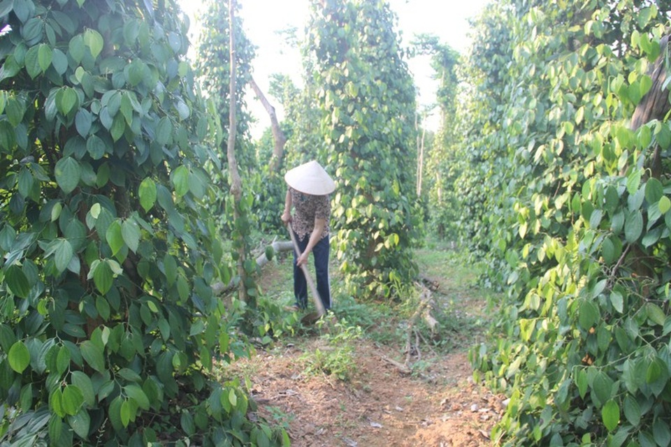 Thoát nghèo, nuôi 2 con học đại học nhờ trồng cao su, hồ tiêu - 3 Vườn hồ tiêu của gia đình chị Vân đã mang lại nguồn thu nhập đáng kể