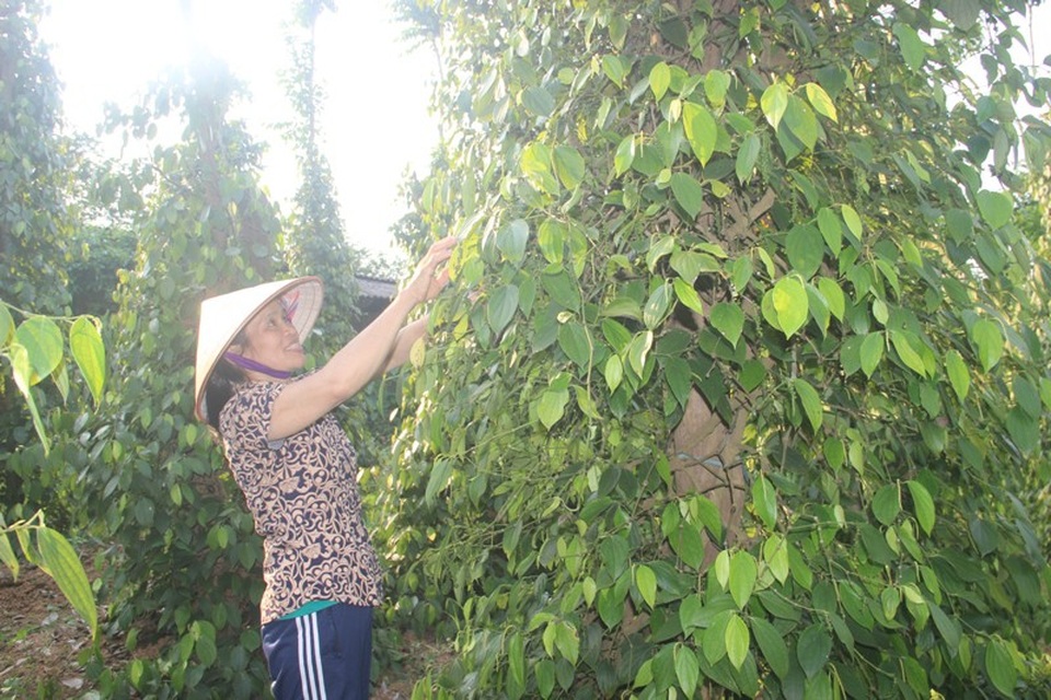 Thoát nghèo, nuôi 2 con học đại học nhờ trồng cao su, hồ tiêu - 2 Nhờ trồng cao su, hồ tiêu và chăn nuôi, vợ chồng chị Vân mới có nguồn thu nhập ổn định để chu cấp cho các con học Đại học