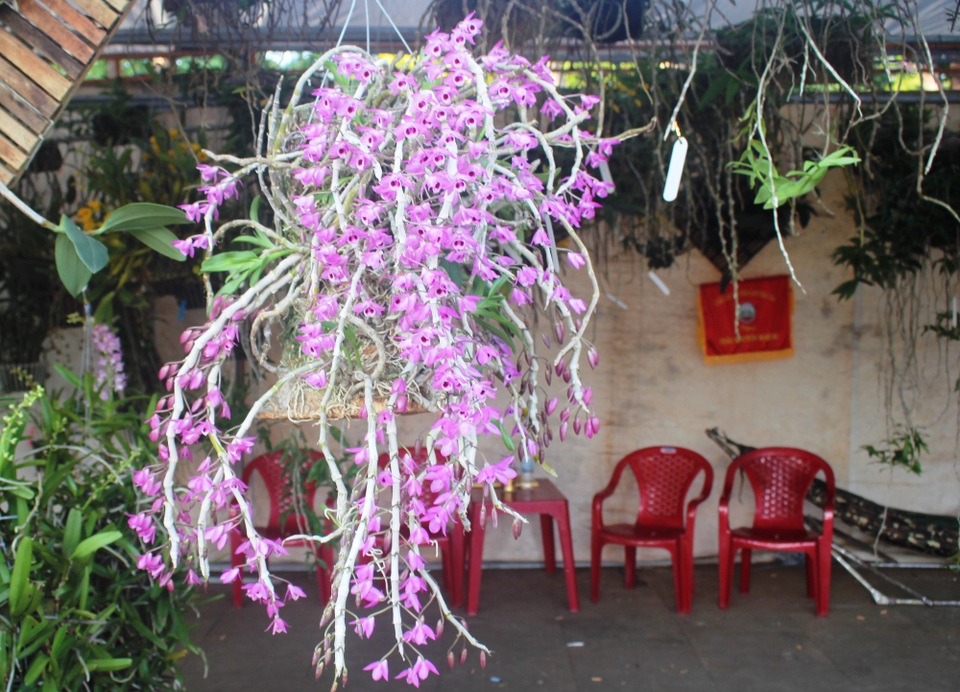 Mãn nhãn với chùm ảnh lan rừng đua sắc trong dịp nghỉ lễ - 9 Giò trầm rừng của tỷ phú lan rừng Nguyễn Thế Bắc (TP.Pleiku, Gia Lai) đã được khách hàng trả giá 5 triệu đồng