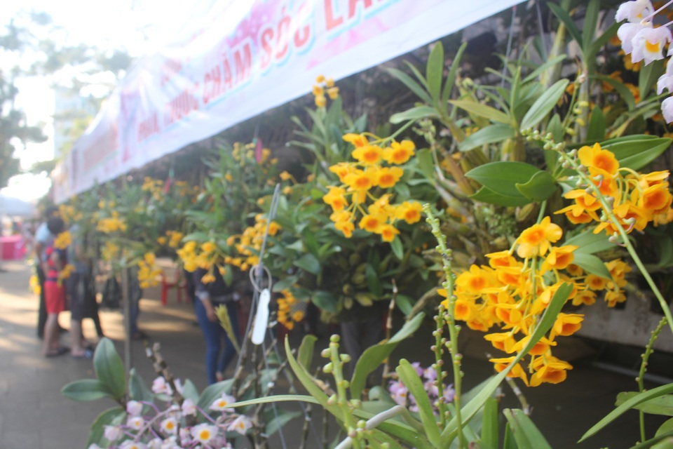 Mãn nhãn với chùm ảnh lan rừng đua sắc trong dịp nghỉ lễ - 1 Nhiều giò lan sơn thủy tiên cũng đã bung hoa rực rỡ chào mừng ngày giải phóng miền Nam thống nhất đất nước