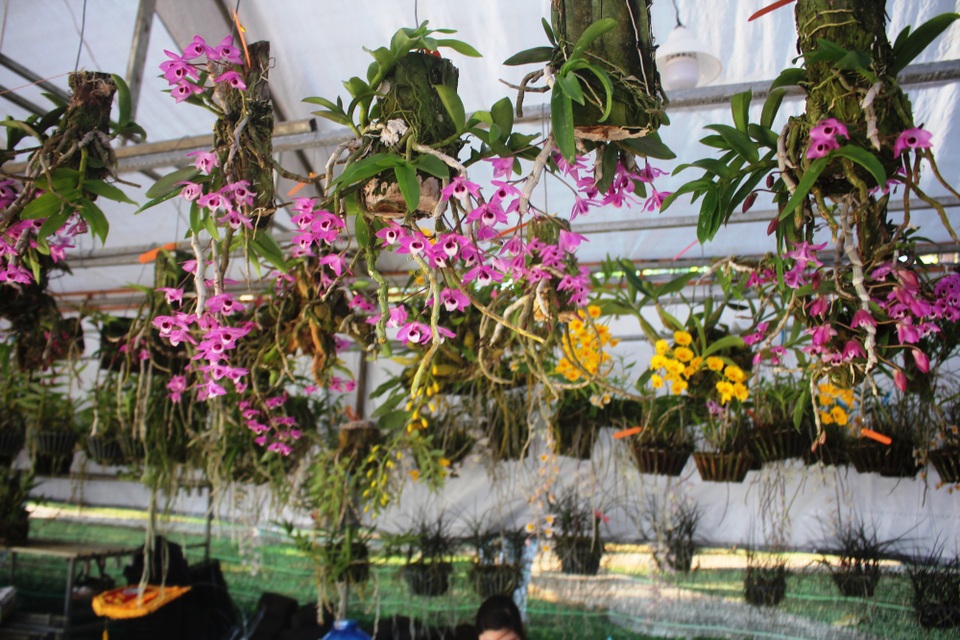 Mãn nhãn với chùm ảnh lan rừng đua sắc trong dịp nghỉ lễ - 2
Mùa hè chính là lúc mà các loại lan rừng bắt đầu nở rộ