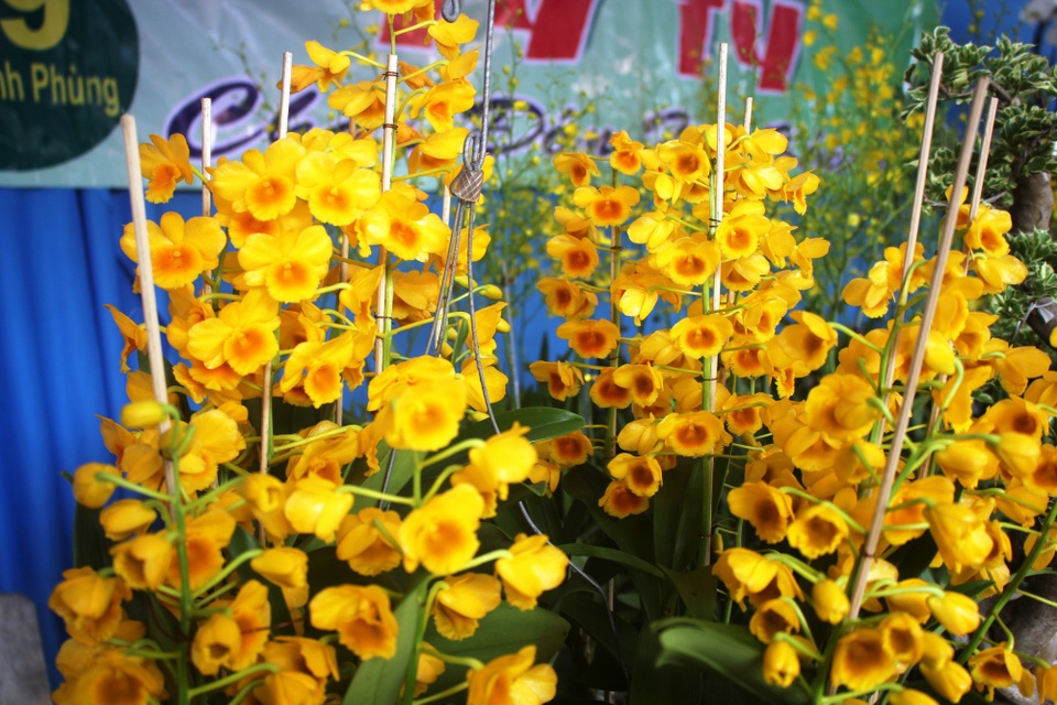 Mãn nhãn với chùm ảnh lan rừng đua sắc trong dịp nghỉ lễ - 7
Nhiều chậu lan Sơn thủy tiên khoe sắc chào mừng ngày thống nhất đất nước