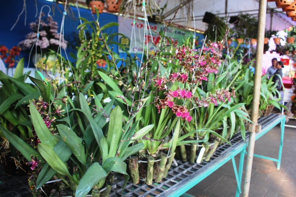 Mãn nhãn với chùm ảnh lan rừng đua sắc trong dịp nghỉ lễ - 8 Một số họ địa lan cũng khoe sắc rầm rộ