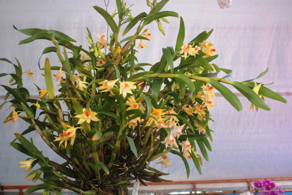 Mãn nhãn với chùm ảnh lan rừng đua sắc trong dịp nghỉ lễ - 5 Giò hoàng thảo kèn được người dân phố núi ưa chuộng và săn đón cho bằng được