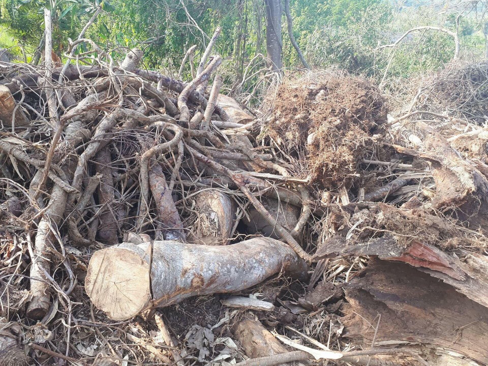 “Đột nhập” hiện trường khai thác cây “quái thú” - 3 Phần cành, rễ và ngọn cây khủng được gom lại một đống