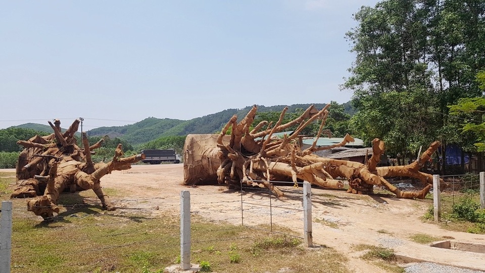 Xuất hiện người đem hồ sơ gốc của cây “quái thú” đến làm việc với kiểm lâm - 2 3 cây quái thú đang ở tại Huế