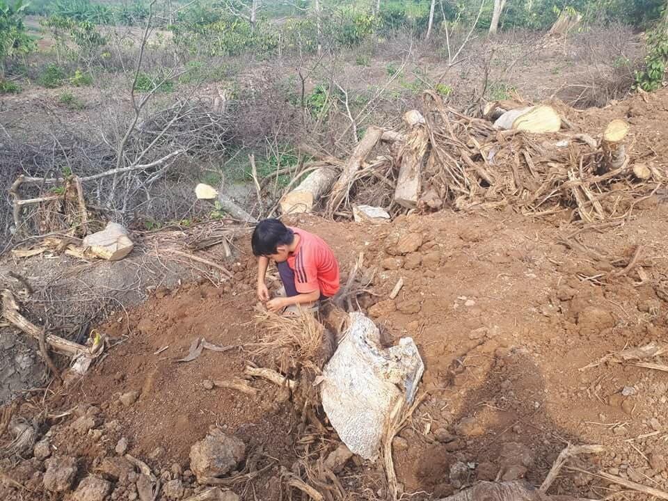 “Đột nhập” hiện trường khai thác cây “quái thú” - 4 Hố sâu nơi khai thác cây quái thú đã được chủ vườn lấp đất, san bằng lại
