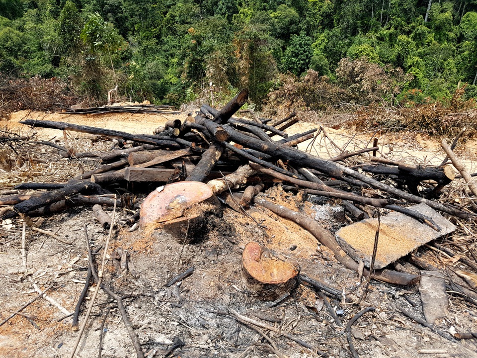 Triệu tập đối tượng nghi phá rừng lên làm việc - 1 Đối tượng nghi phá rừng đã được mời lên làm việc. Vụ phá rừng này cũng sẽ được cơ quan chức năng khởi tố