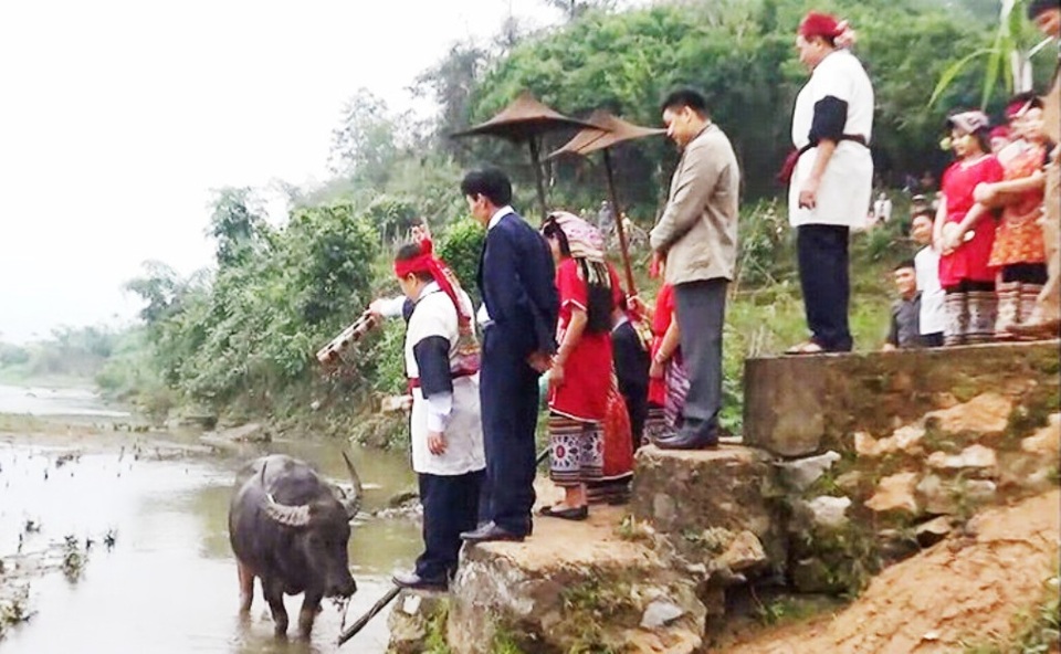 Sắc màu lễ hội ở đền Chín Mường - 1 Rước trâu - nghi lễ lâu đời tại Lễ hội Đền Chín Gian. Mùa lễ năm 2018 không còn tục chém trâu. Chú trâu tham gia lễ rước đã được trả về cho gia chủ sau đó.