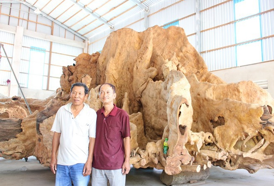 Kỳ lạ thú chơi gốc cây cổ thụ giá bạc tỷ của đại gia Việt - 1 Gốc bàng được ông Kiên mua năm 2014