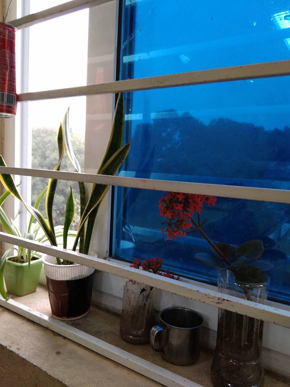 Thiết kế lớp học vui vẻ để cô trò gần nhau hơn - 1 Những chậu cây ngộ nghĩnh trong lớp.