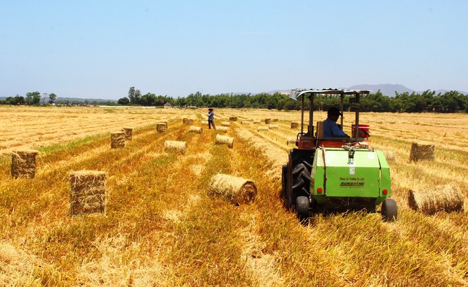 Trên các cánh đồng lúa ở nông thôn tỉnh Bình Định, thương lái giành nhau mua rơm.