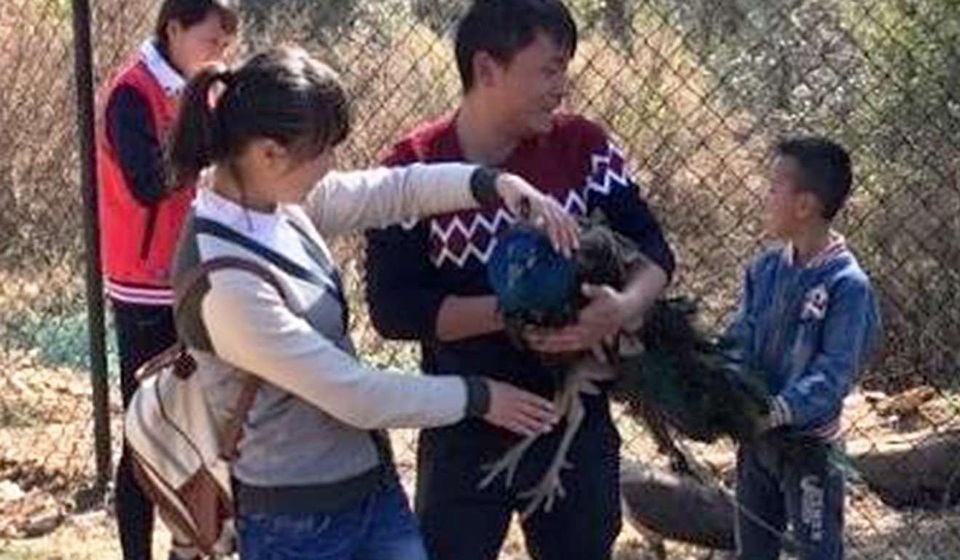 Du khách Trung Quốc ngang nhiên nhổ hết lông đuôi chim công trong sở thú - 2 Ảnh chụp các du khách bắt một con chim công, ép chụp ảnh cùng và sau đó nhổ lông đuôi ở Vân Nam năm 2016.