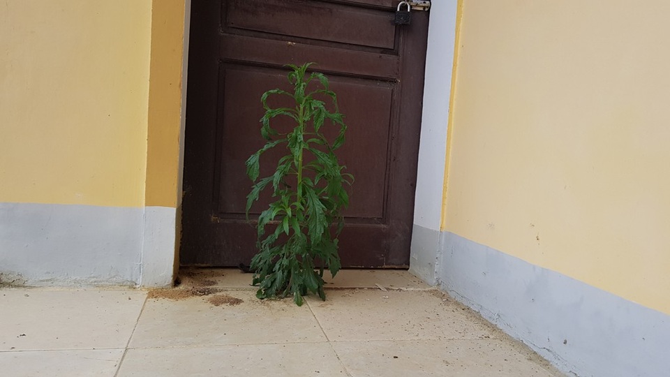Hoang lạnh khu tái định cư cho người Đan Lai nơi đại ngàn! - 10 Cỏ mọc ngay chính giữa cửa.