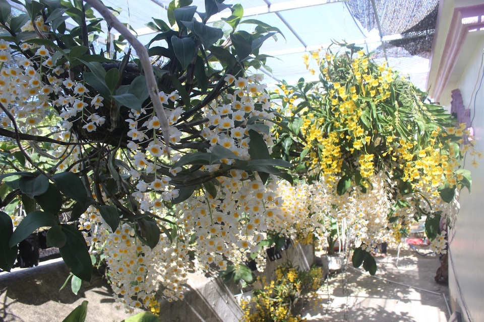 Mê lan rừng từ nhỏ, chàng quản lý 9x sở hữu vườn lan “khủng” - 2 Những giò lan thuỷ tiên, kim điệp nở hoa rực rỡ từ Tết nguyên đán vẫn chưa tàn