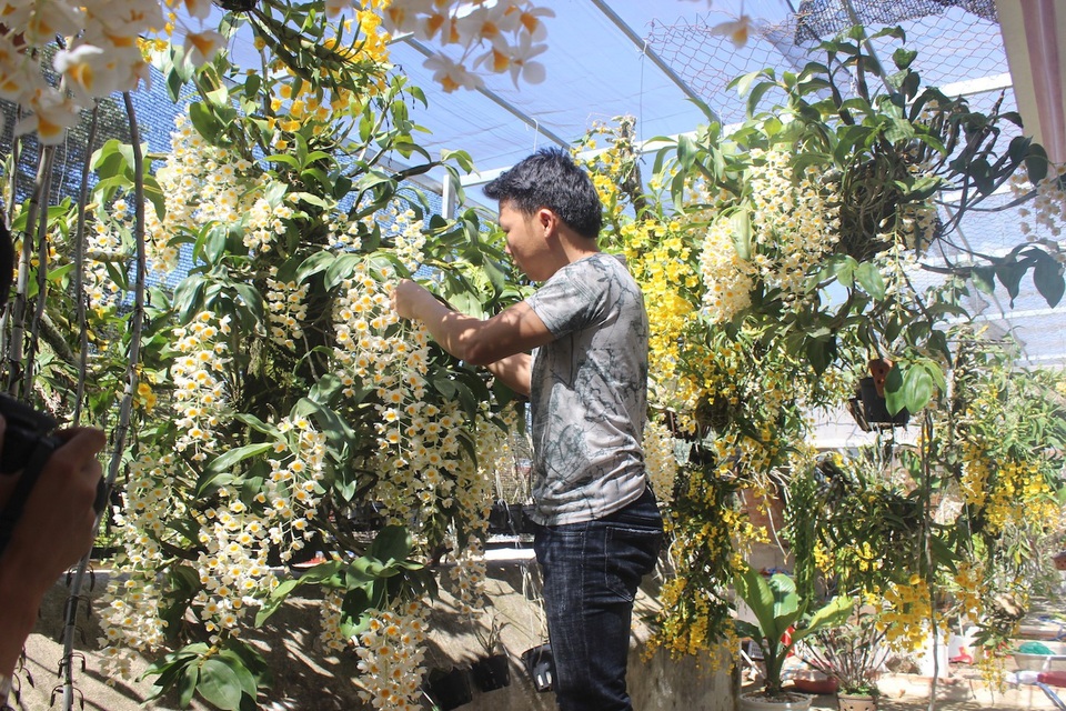 Mê lan rừng từ nhỏ, chàng quản lý 9x sở hữu vườn lan “khủng” - 3 Những lúc rảnh rỗi chàng quản lý 9x lại vô vườn chăm sóc lan