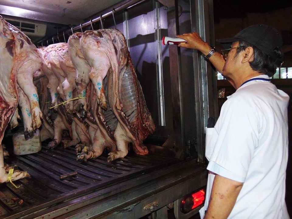 Thịt heo dính thuốc an thần tràn lan mà không xử được - 1 Nhân viên Ban Quản lý an toàn thực phẩm TP.HCM kiểm tra thịt heo từ các tỉnh đưa vào chợ đầu mối Hóc Môn, TP.HCM kinh doanh. Ảnh: TRẦN NGỌC