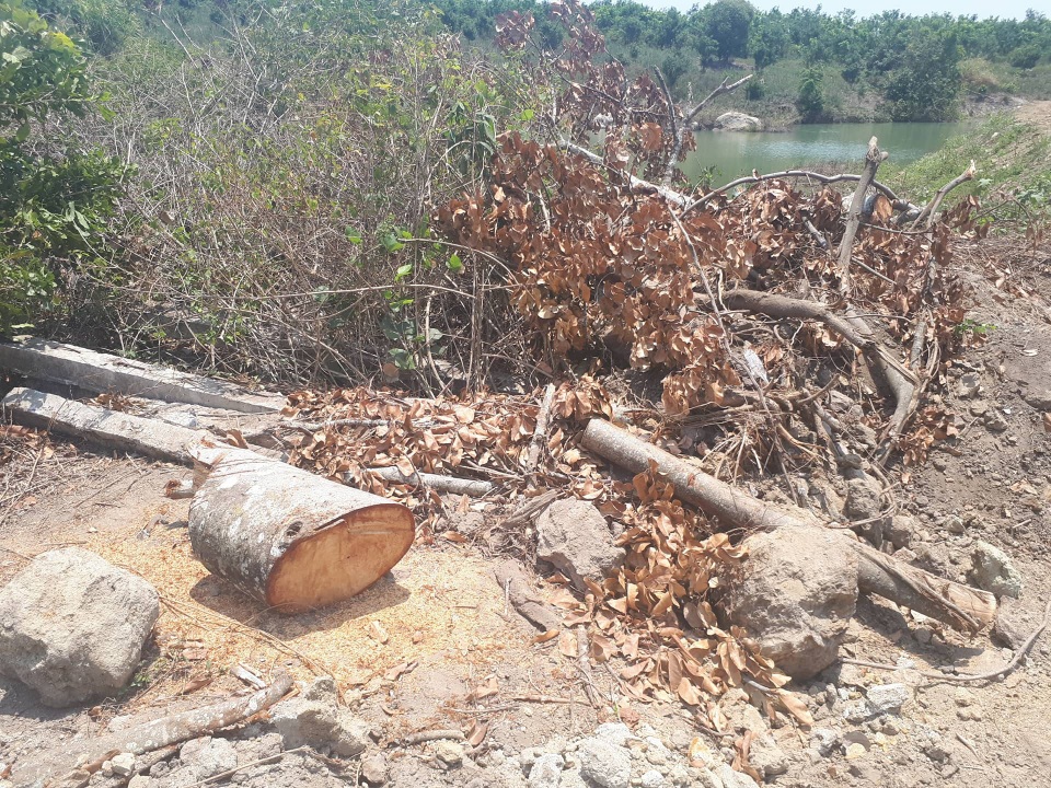 2 cây “quái thú” bị làm giả giấy tờ để đối phó? - 4 Một số cành cây đa sộp của ông Thướng còn sót lại