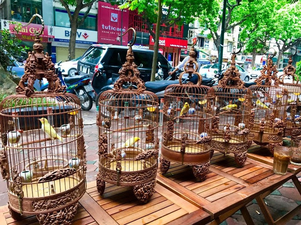 Ngắm chào mào bạch tạng “cực độc” giá 300 triệu của “ông vua chim màu” Việt Nam - 2 Hiện nay, bộ sưu tập chim màu của anh có 62 con, gồm 15 hoàng khuyên và hàng chục các loại chim đột biến gien như: chào mào, chích chòe than bạch, chích chòe lửa bông kiếm trắng, họa mi bạch tạng… trị giá vào khoảng 10 tỷ đồng.