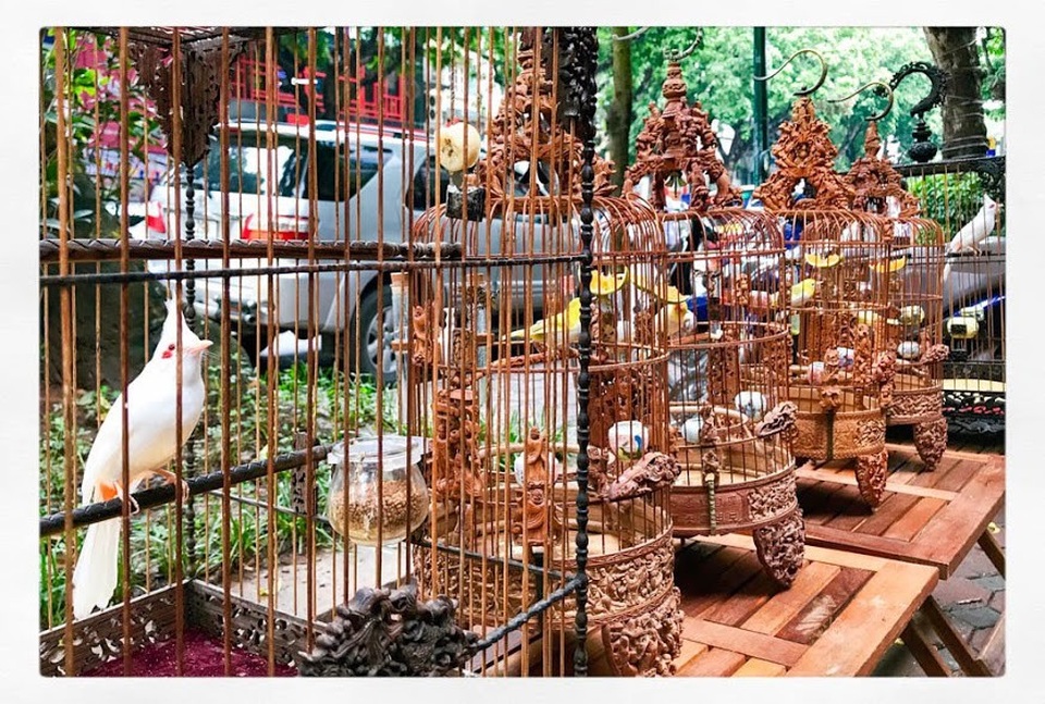 Ngắm chào mào bạch tạng “cực độc” giá 300 triệu của “ông vua chim màu” Việt Nam - 3 Hiện tại, do công việc thường xuyên phải di chuyển nên anh chia đôi số lượng chim ra cả ở Hà Nội và Sài Gòn. Mỗi nơi nuôi chim rộng khoảng 100m2, được anh trang bị điều hòa hai chiều và tạo không gian thoáng đãng cho chim ở. Ngoài ra, anh còn thuê thêm 2 nhân viên thay anh chăm sóc chim mỗi khi không có nhà.