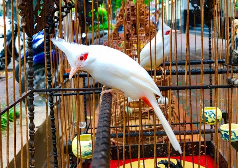 Ngắm chào mào bạch tạng “cực độc” giá 300 triệu của “ông vua chim màu” Việt Nam - 10 Chào mào bạch tạng mắt đỏ, chân hồng, mỏ hồng cực quý có nguồn gốc ở miền Trung.