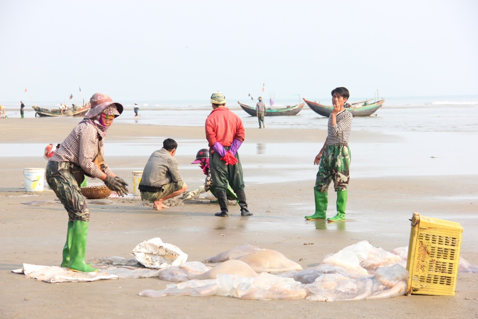 Ngư dân hối hả hái vào vụ thu hoạch sứa biển - 1 Không chỉ đánh bắt sứa, mà các nghề phụ từ sứa cũng giúp người dân vùng biển kiếm thêm thu nhập