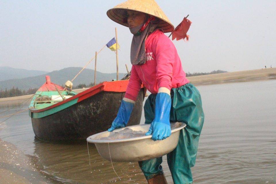 Ngư dân hối hả hái vào vụ thu hoạch sứa biển - 2 Cơ thể sứa rất nhiều nước nên việc vớt sứa và vận chuyển sứa cũng mất nhiều thời gian