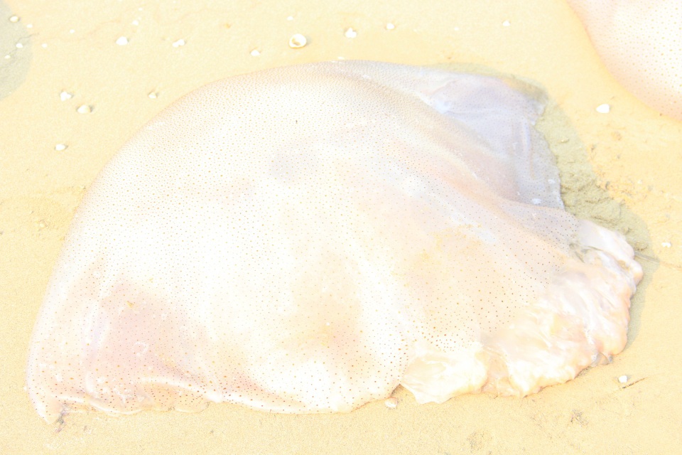 Ngư dân hối hả hái vào vụ thu hoạch sứa biển - 3 Một nụ sứa nặng từ 10 -20kg, có con có thể lên đến gần 60kg. Hiện nay, 1 nụ sứa trung bình có vào khoảng 40.000 đồng/nụ