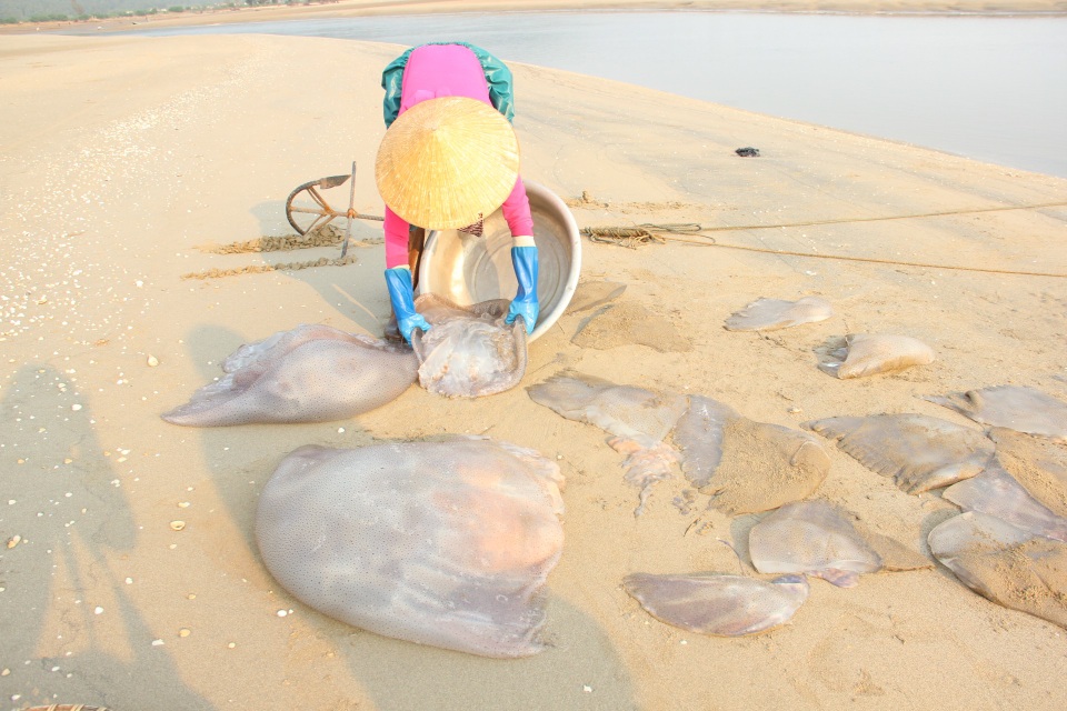 Ngư dân hối hả hái vào vụ thu hoạch sứa biển - 4 Sau khi đưa lên bờ sứa được sơ chế ngay trên biển