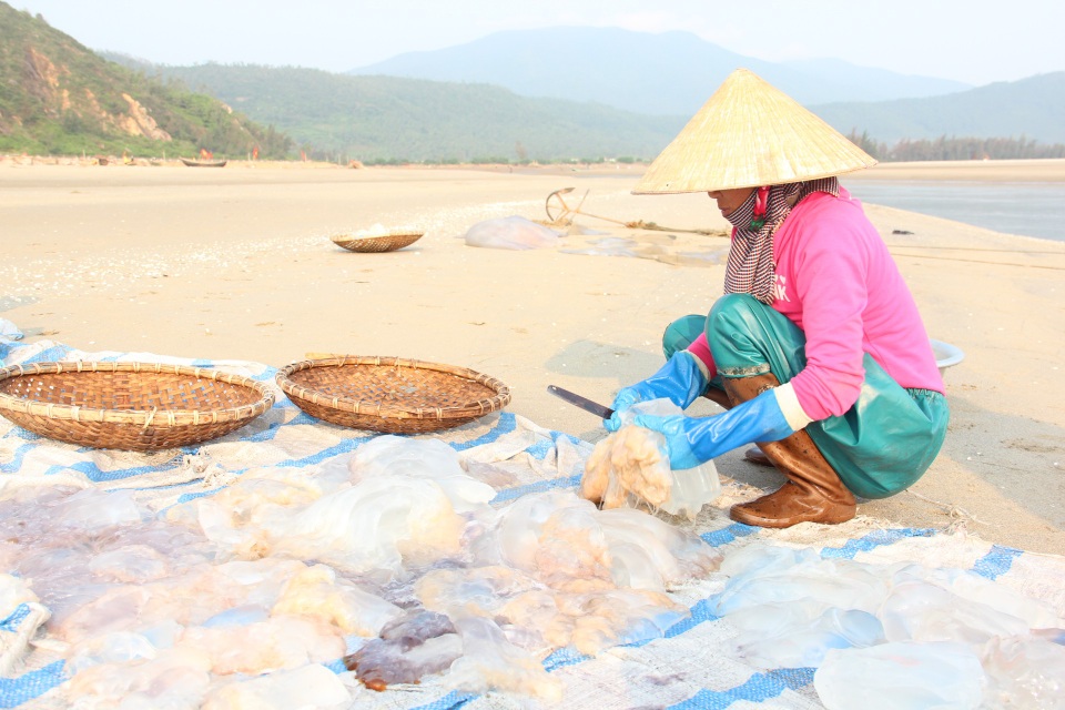 Ngư dân hối hả hái vào vụ thu hoạch sứa biển - 5 Người dân thường sơ chế sứa bằng cách dùng cát biển chà hết nhớt và cắt nhỏ