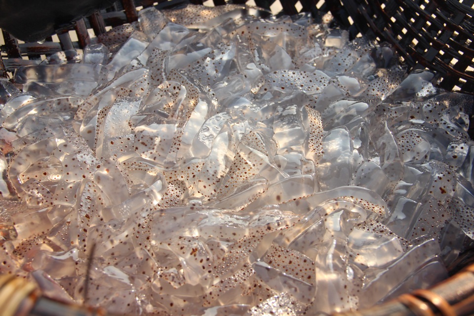 Ngư dân hối hả hái vào vụ thu hoạch sứa biển - 7 Sứa thành phẩm