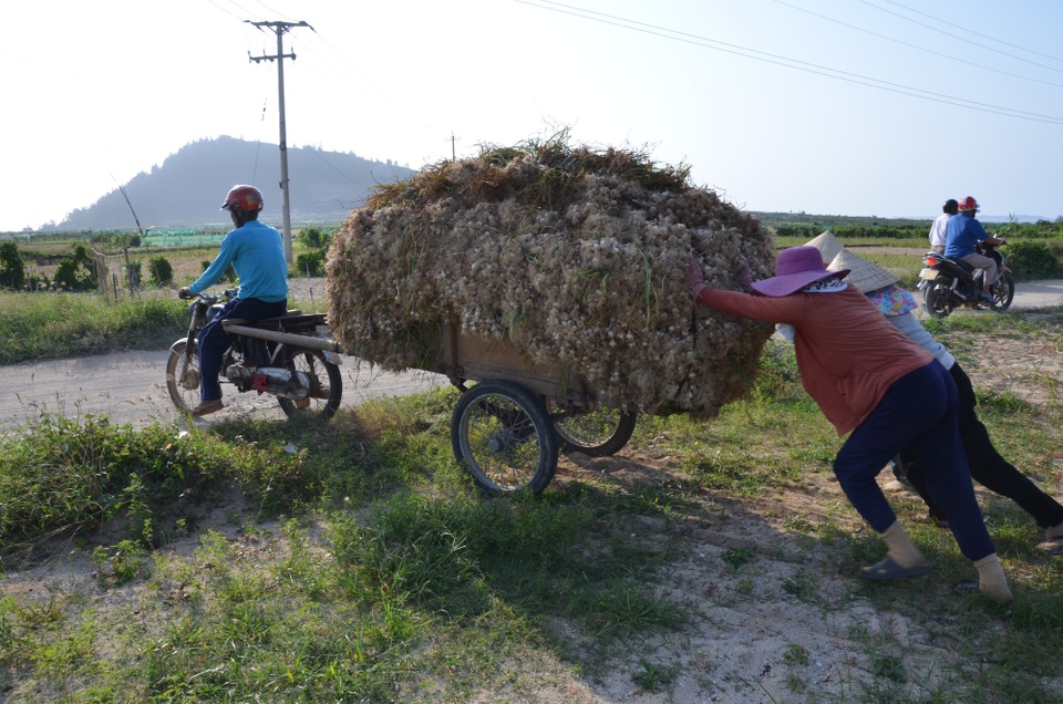 Tháng 4, "vàng trắng" phủ kín các mái nhà trên đảo Lý Sơn - 1 Vụ Đông Xuân 2017 - 2018, đảo Lý Sơn trồng 330 ha tỏi. Nhờ thời tiết thuận lợi nên năng suất tỏi tăng cao hơn so với năm trước. Trung bình mỗi sào tỏi cho thu hoạch 450 - 480 kg tỏi tươi