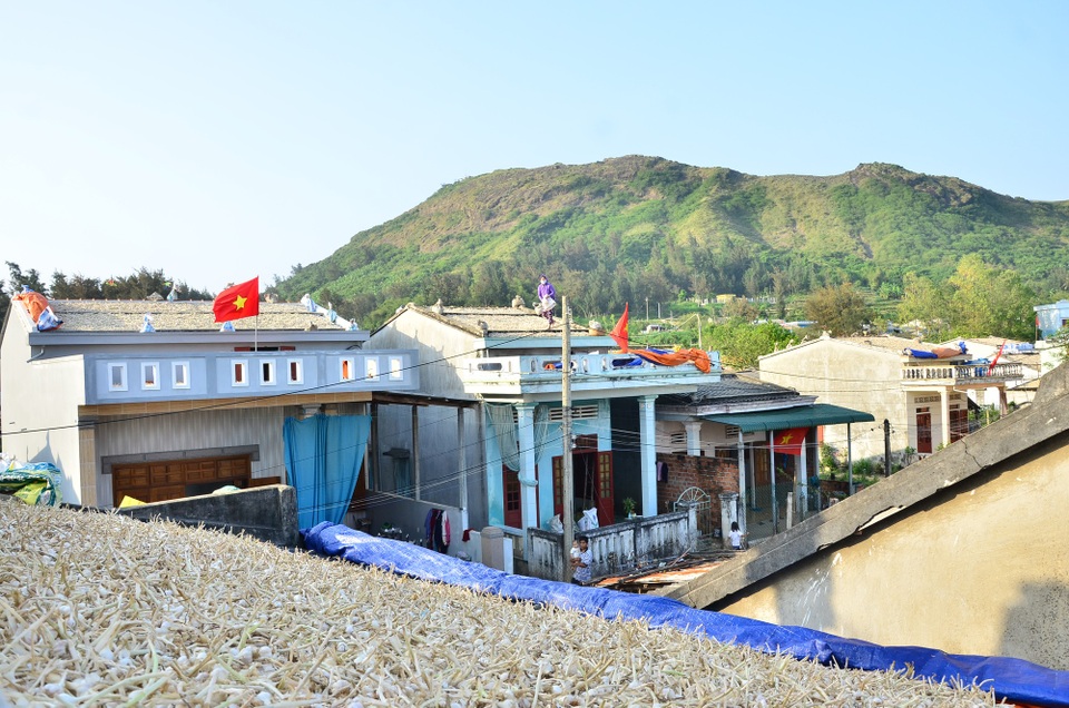 Tháng 4, "vàng trắng" phủ kín các mái nhà trên đảo Lý Sơn - 5 Đất đảo chật hẹp nên lúc thu hoạch đồng loạt là phải đưa lên mái nhà để phơi. Phơi trên mái nhà tuy tốn công hơn nhưng được cái là tỏi mau khô, khô đều và ít hư hỏng, hao hụt hơn so với phơi dưới đất, ông Quảng cho biết