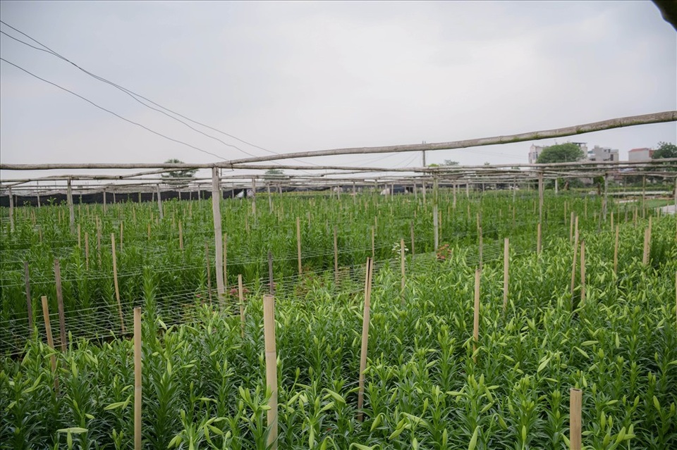 Làng hoa Tây Tựu chủ yếu trồng hai loại là hoa loa kèn tàu và hoa loa kèn ta. Như thường lệ, năm nay hoa loa kèn ta nở trước.