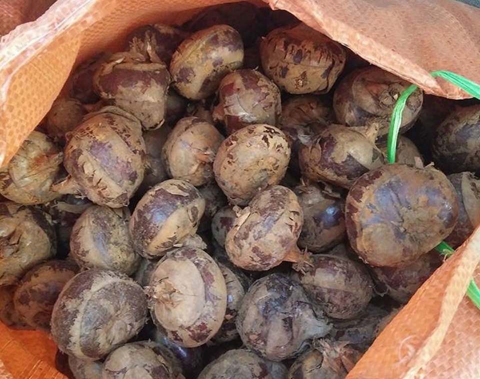 Mã thầy giải nhiệt: Hàng Trung Quốc đội lốt đặc sản Việt, lừa dân lãi 1 gấp 3 - 2 Tại chợ đầu mối giá mã thầy chỉ dao động từ 13.000-16.000 đồng/kg