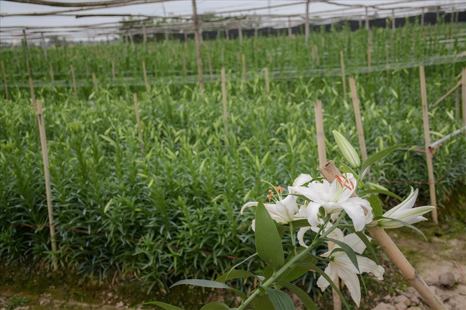 Những nụ hoa đã chuyển từ xanh sang trắng, có kích thước lớn sẽ được người trồng chọn để thu hoạch.